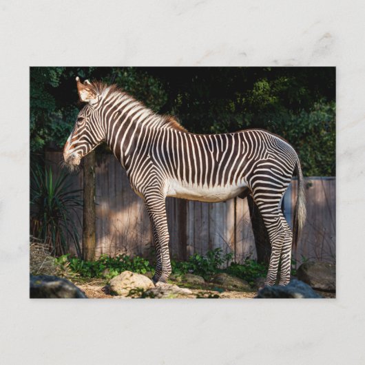 Zebra-Briefkaart van Grevy Briefkaart (Voorkant)