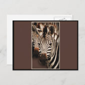 ZEBRA - BRIEFKAARTEN (Voorkant / Achterkant)