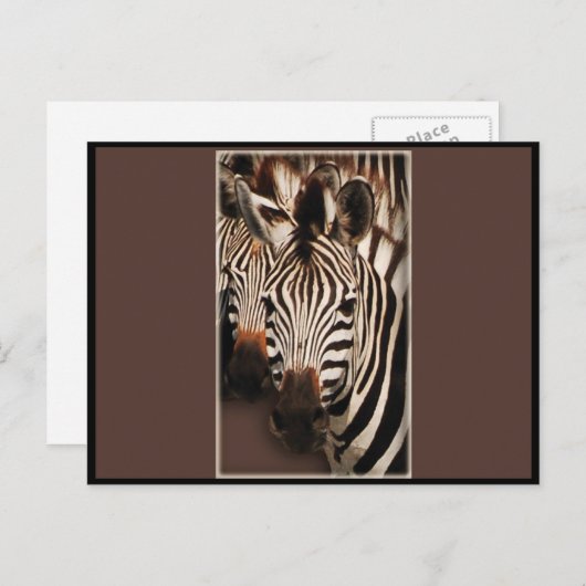 ZEBRA - BRIEFKAARTEN (Voorkant / Achterkant)