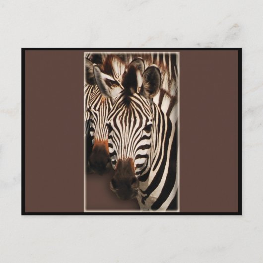 ZEBRA - BRIEFKAARTEN (Voorkant)