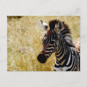 Zebra briefkaarten van wilde dieren
