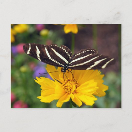 Zebra Butterfly Beauty Briefkaart (Voorkant)