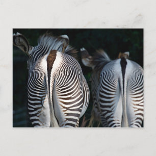 Zebra Butts Funny Wildlife Briefkaart