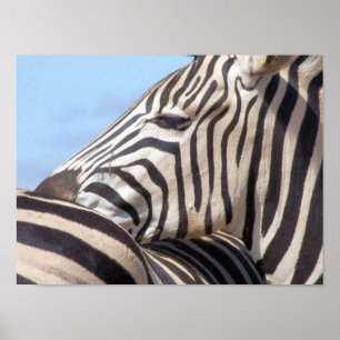 Zebra Canvas afdrukken Poster