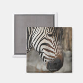 Zebra, close-up magneet (Voorkant / Achterkant)