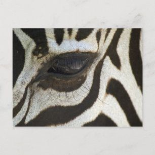 Zebra, close-up van oog briefkaart