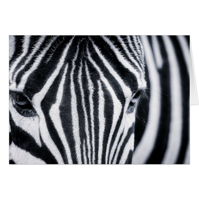 Zebra closeup image (Devant horizontal)