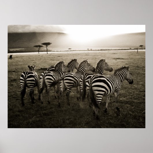 Zebra Dawn Poster (Voorkant)