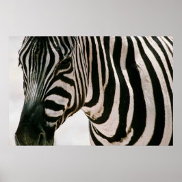 Zebra dicht bij en gestreept zwart-wit patroon poster