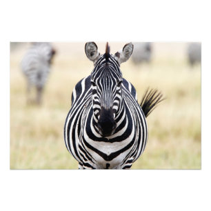 Zebra die naar je kijkt foto afdruk