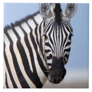Zebra die naar je kijkt tegeltje
