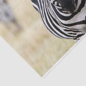 Zebra die naar je kijkt tissuepapier (Detail)