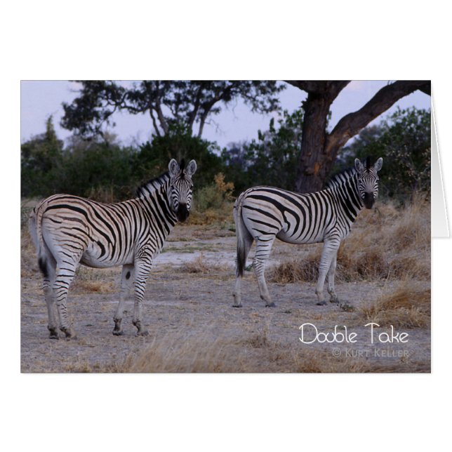 Zebra Double Take Photo (Voorkant Horizontaal)