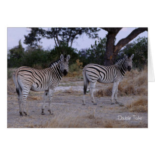 Zebra Double Take Photo