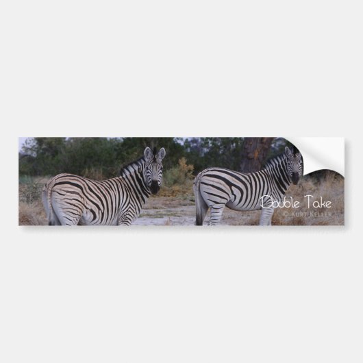 Zebra Double Take Photo Bumpersticker (Voorkant)