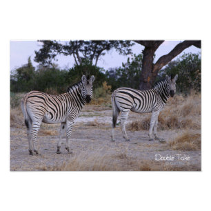 Zebra Double Take Photo Foto Afdruk