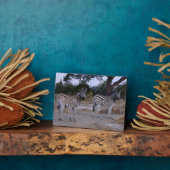 Zebra Double Take Photo Fotoplaat (Zijkant)