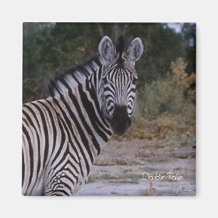 Zebra Double Take Photo Magneet
