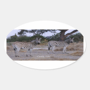 Zebra Double Take Photo Ovale Sticker