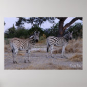 Zebra Double Take Photo Poster (Voorkant)