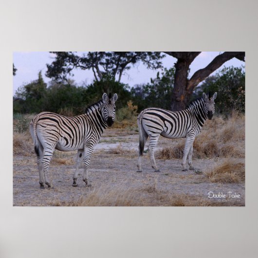 Zebra Double Take Photo Poster (Voorkant)