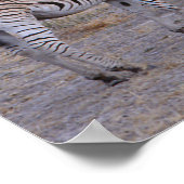 Zebra Double Take Photo Poster (Hoek)