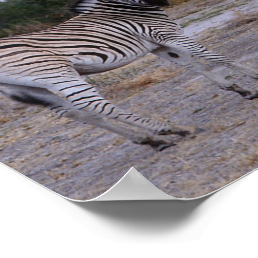 Zebra Double Take Photo Poster (Hoek)