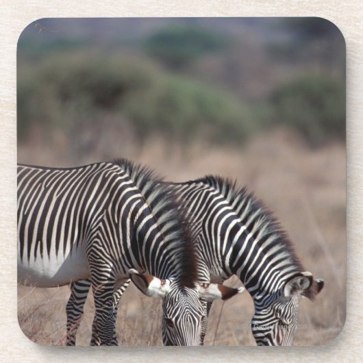 Zebra Drankjes Onderzetter (Voorkant)