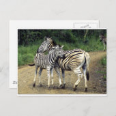 zebra en Baby Briefkaart (Voorkant / Achterkant)
