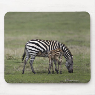 Zebra- en borstvoeding, Tanzania Muismat