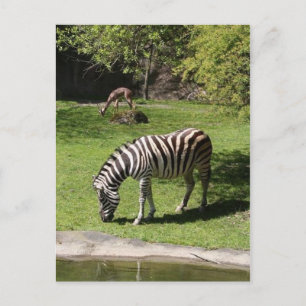 Zebra en Gazelle Briefkaart