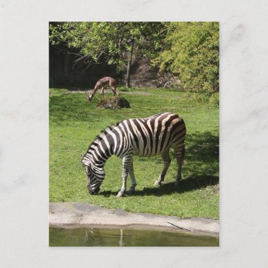 Zebra en Gazelle Briefkaart (Voorkant)