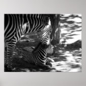 zebra en kub poster (Voorkant)