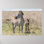 Zebra en vee poster (Voorkant)