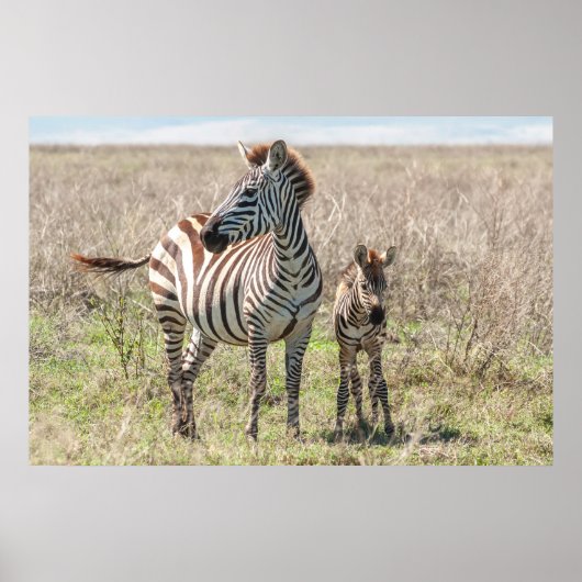 Zebra en vee poster (Voorkant)