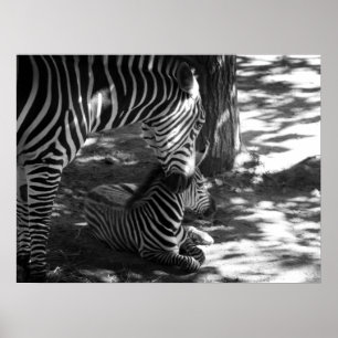 zebra en welp poster