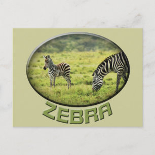 Zebra- en zebra-fauna safari-briefkaarten briefkaart