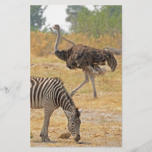 Zebra et Ostrich, Botswana..jpg Papeterie (Devant)