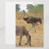 Zebra et Ostrich, Botswana..jpg Papeterie (Devant / Derrière)