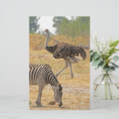 Zebra et Ostrich, Botswana..jpg Papeterie (Debout devant)