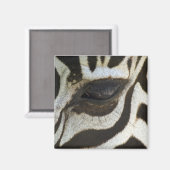 Zebra Eye Magnet (Recto/Verso)