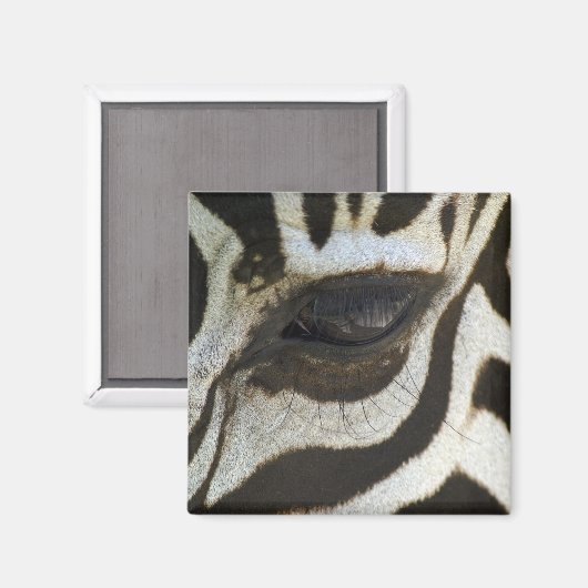 Zebra Eye Magnet Magneet (Voorkant / Achterkant)