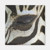 Zebra Eye Magnet Magneet (Voorkant)