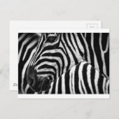 Zebra Face Briefkaart (Voorkant / Achterkant)
