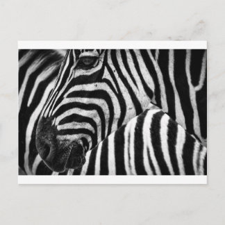 Zebra Face Briefkaart