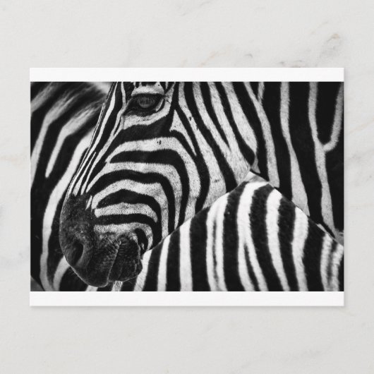 Zebra Face Briefkaart (Voorkant)