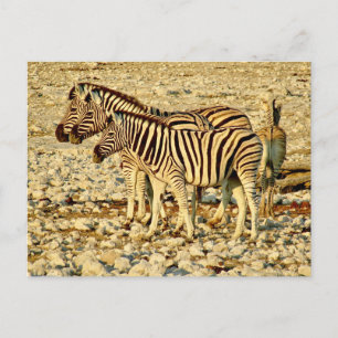 zebra familie briefkaart