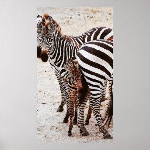 ZEBRA FAMILIE POSTER