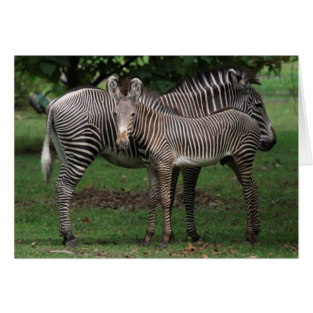 Zebra Family (Devant Horizontal)