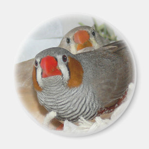 Zebra Finch Pair Magnet Magneet